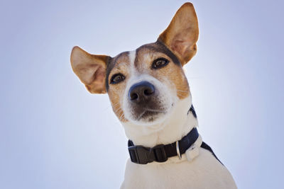 Portrait of dog against white background