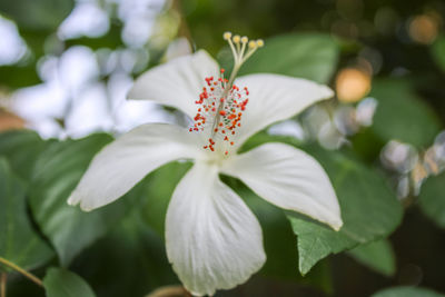 White hibiscus flowers that grow inside my house.