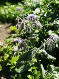 Close-up of purple flowering plant