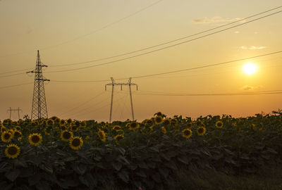 Plants growing on field against sky during sunset