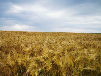 Scenic view of wheat field against sky