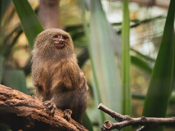 Monkey sitting on tree