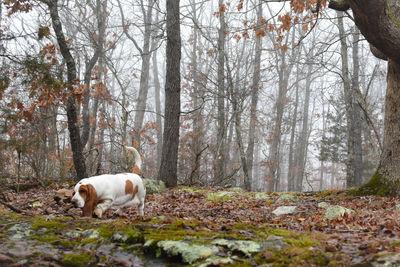 View of dog in forest