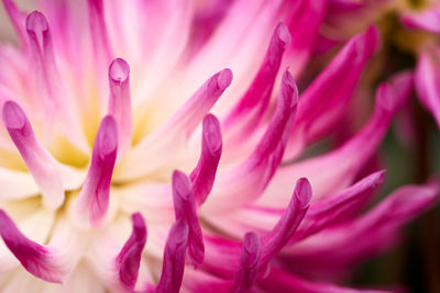 Close-up of pink flower