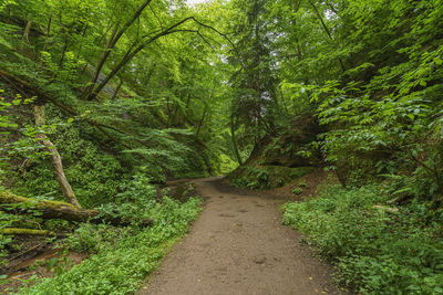 Footpath amidst trees in forest