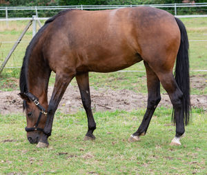 Portrait photograph of a horse while grazing in the pasture