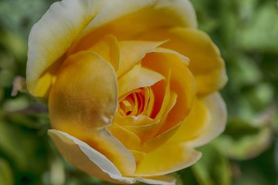 Close-up of yellow rose blooming outdoors