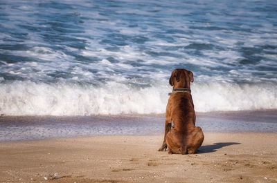 Dog on beach