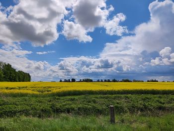 Scenic view of field against sky