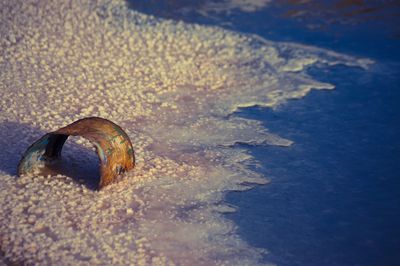 Close-up of turtle in water