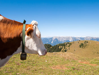 High angle view of cow on field against sky