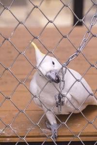 A cockatoo trapped in the metal cage