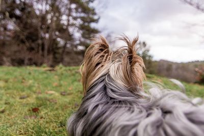 Rear view of dog on field