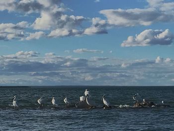 Seagulls flying over sea against sky