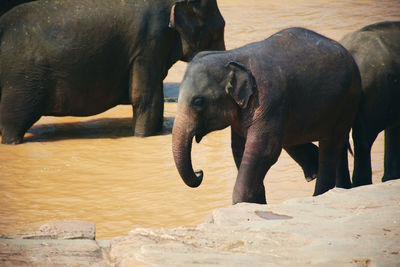 Elephant on water