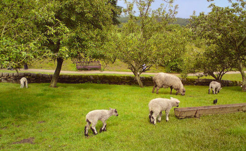 Flock of sheep grazing on grassy field