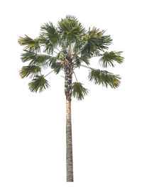 Low angle view of palm tree against sky