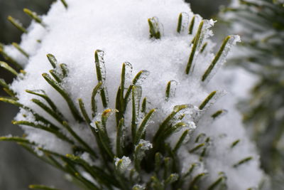 Close-up of frozen plant