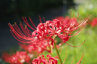 Close-up of red flowering plant