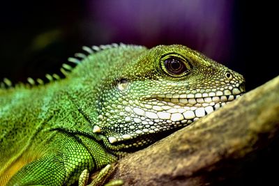 Close-up of green lizard