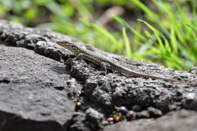 Close-up of lizard on rock