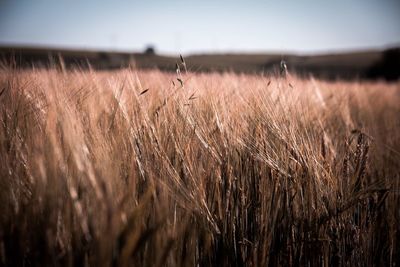 View of wheat field against sky