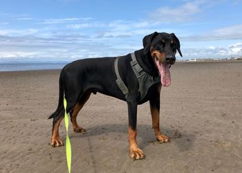 Full length of dog on beach