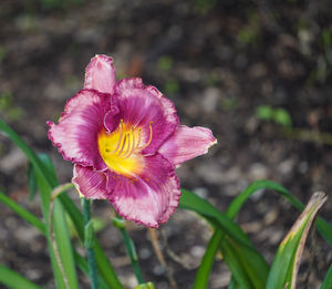 flowering plant