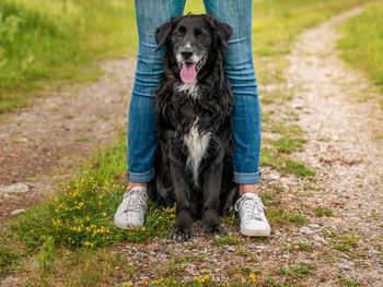 Low section of woman with dog standing by plants