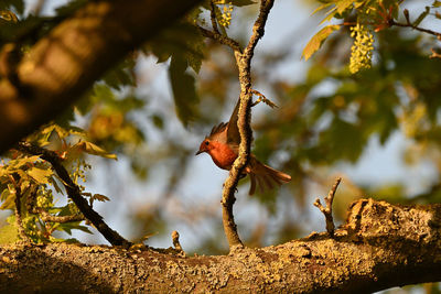 Low angle view of bird perching on branch