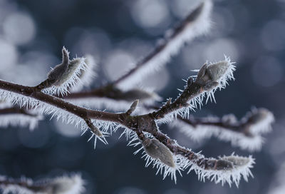 Close-up of frost on plant during winter