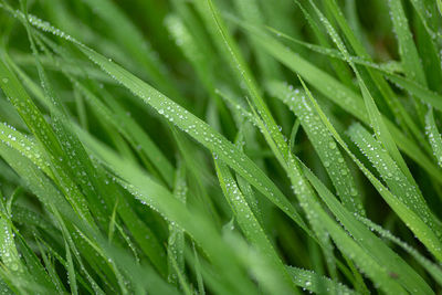 Full frame shot of raindrops on leaves