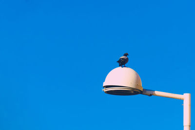 Low angle view of pigeon perching on street light against clear blue sky