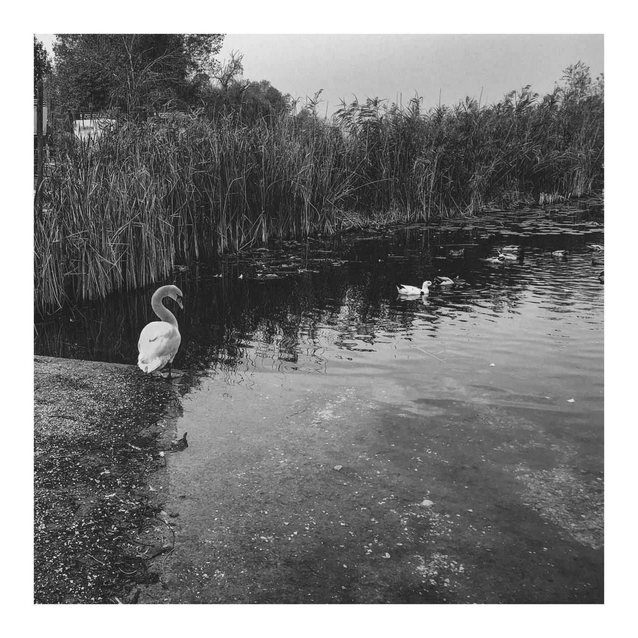 SWAN FLOATING ON LAKE