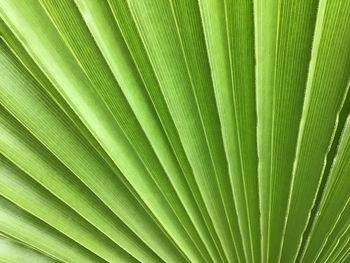 Full frame shot of palm tree leaves