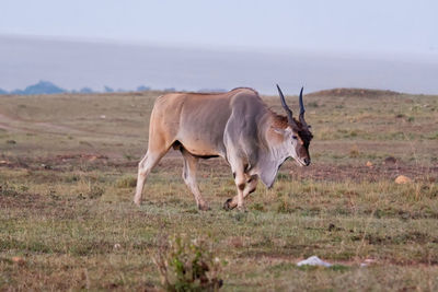 Horse grazing on field