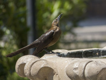 Close-up of bird perching