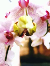 Close-up of pink flowers