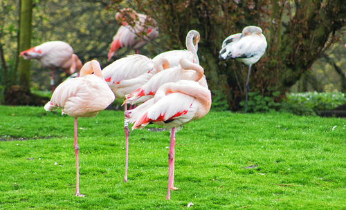 View of birds on land
