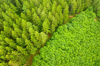 High angle view of green landscape