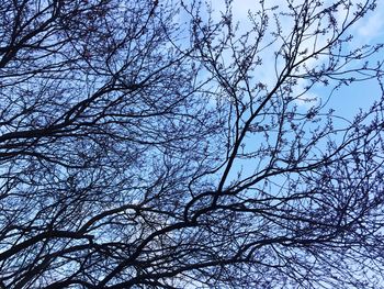 Low angle view of bare tree against sky