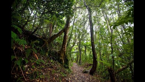 Footpath in forest