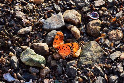 High angle view of butterfly on rocks