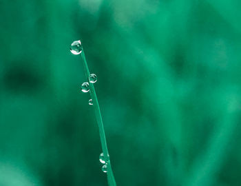 Close-up of water drop on leaf