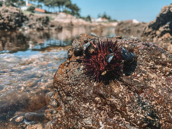 Close-up of insect on rock