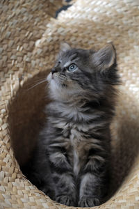 Close-up portrait of a cat