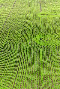 Full frame shot of crop growing on field