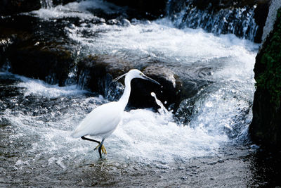 View of bird in water