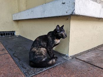 Cat sitting on wall