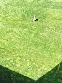 High angle view of bird flying over grass